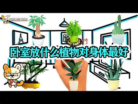 房間不能放花|房間不能放什麼花？